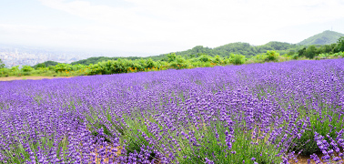 北海道支部