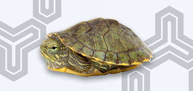 そもそも甲類の「甲」って何?